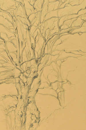 George Wallis sketch – study of a tree, Perry Barr, North Birmingham (1848)