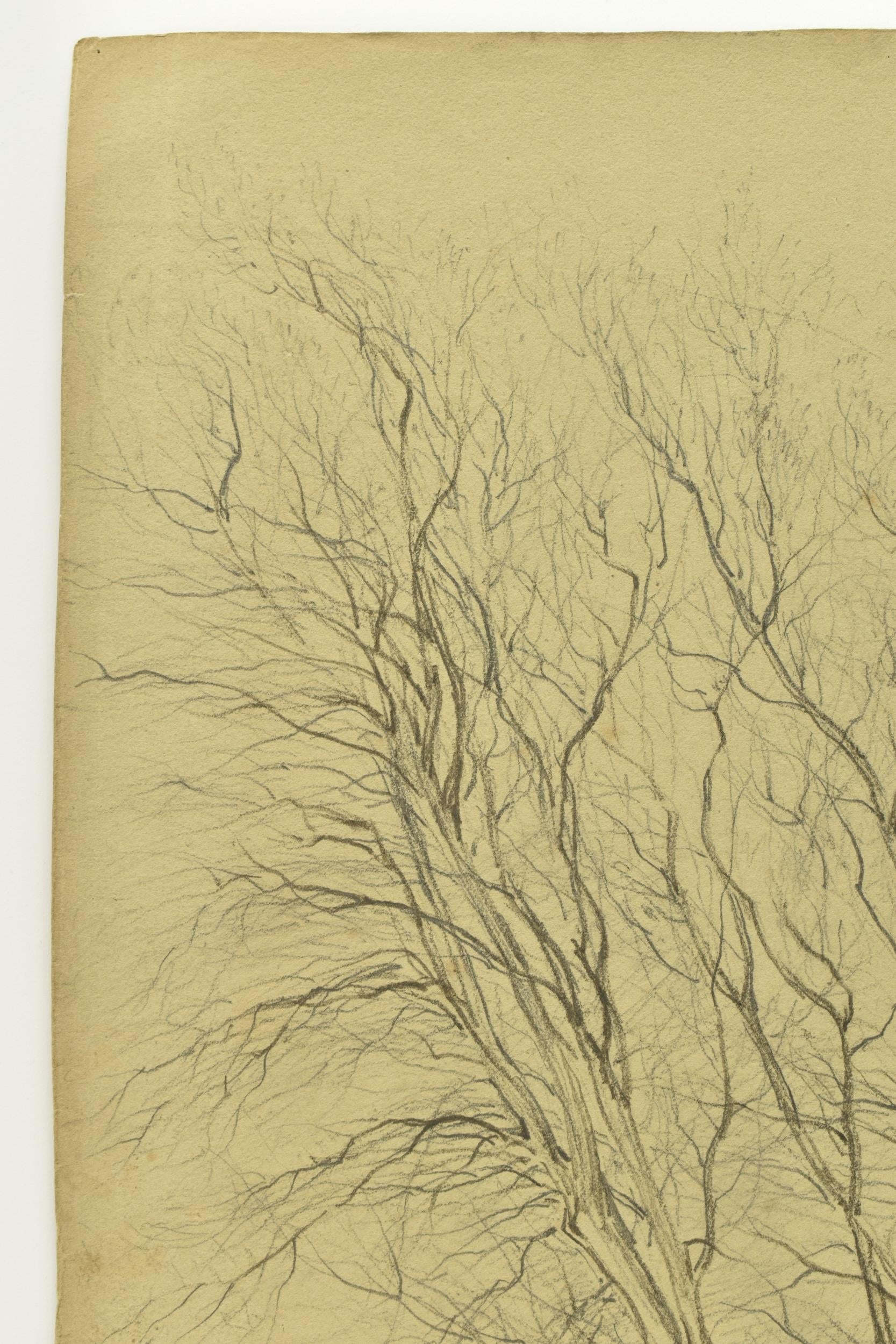 George Wallis sketch – study of a tree, Perry Barr, North Birmingham (1849)